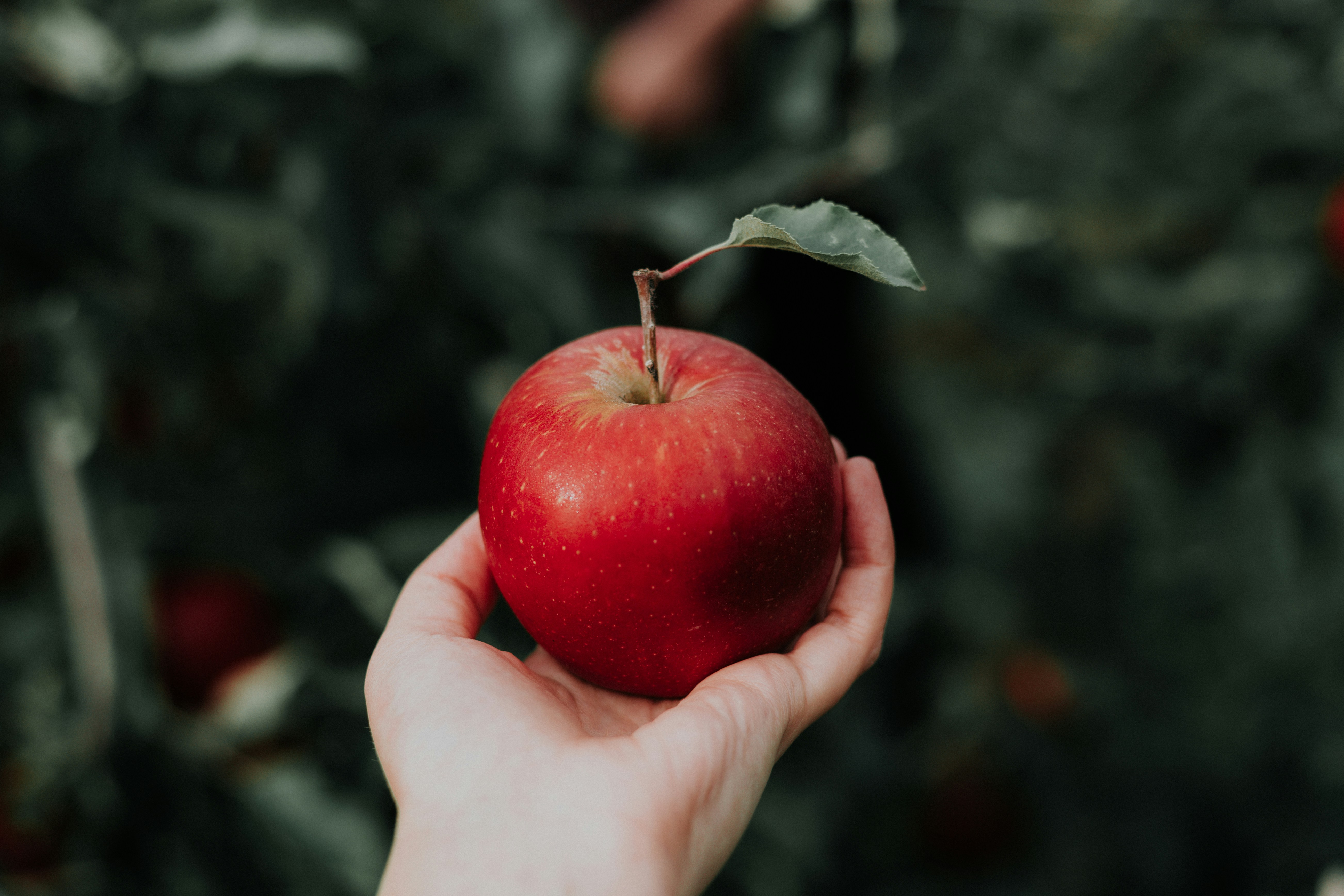 Picture 4: How to represent apple: re-activating past perceptions of interactions with apples.