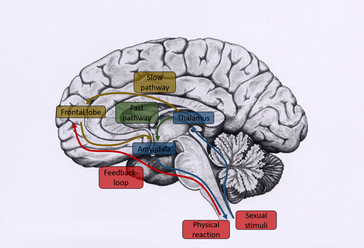 perception of sexual arousal photo