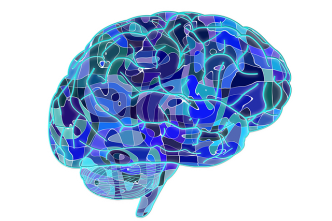 Brain - image from pixabay.com CC0